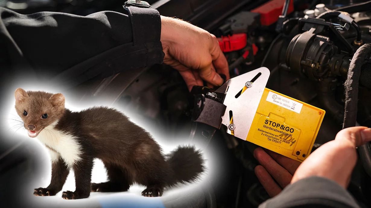 
										La protezione contro le martore protegge le auto dei clienti
									